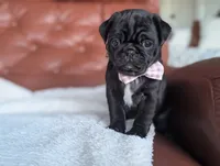 Bagel, a female Pug for sale in Dundee, NY – Photo 3 of 4