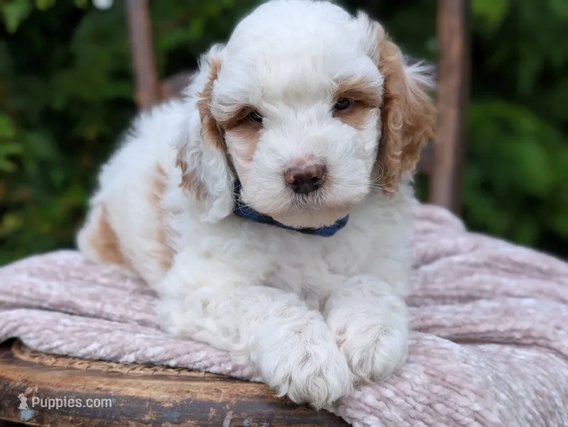 Buddy – Miniature Goldendoodle puppy for sale in Dundee, NY
