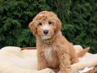 Mr. Moose, a male Miniature Goldendoodle for sale in Dundee, NY – 2 of 5