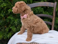 Lucy, a female Miniature Goldendoodle for sale in Dundee, NY – 3 of 4