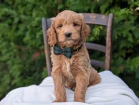 Brody, a male Miniature Goldendoodle for sale in Dundee, NY – 4 of 4