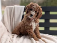 Nolly, a female Miniature Goldendoodle for sale in Dundee, NY – Photo 1 of 6