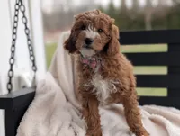 Nolly, a female Miniature Goldendoodle for sale in Dundee, NY – Photo 3 of 6