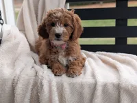 Nolly, a female Miniature Goldendoodle for sale in Dundee, NY – Photo 2 of 6