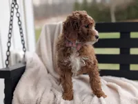 Nolly, a female Miniature Goldendoodle for sale in Dundee, NY – Photo 4 of 6