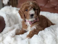 Nolly, a female Miniature Goldendoodle for sale in Dundee, NY – Photo 6 of 6