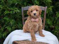 Lucy, a female Miniature Goldendoodle for sale in Dundee, NY – 2 of 4