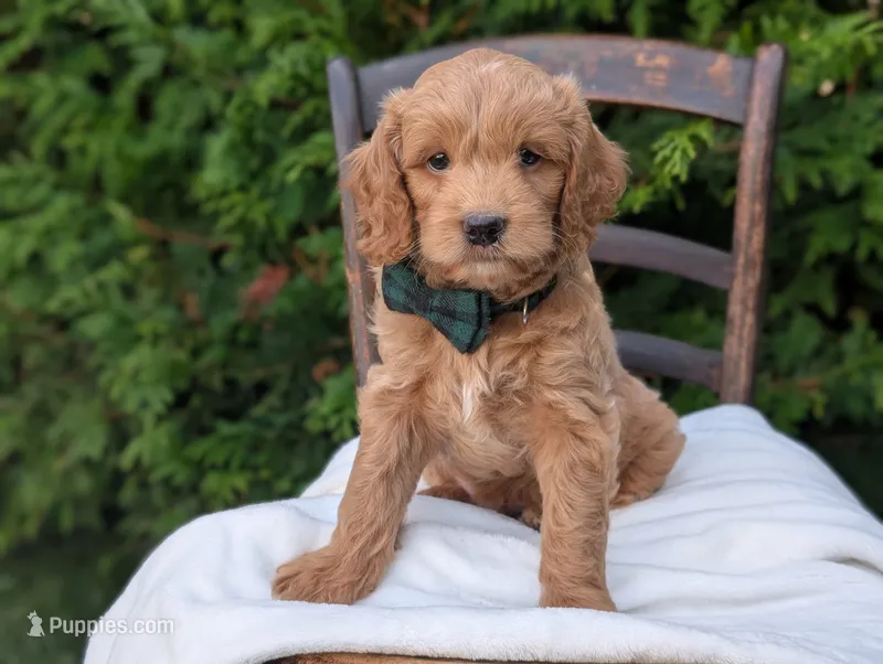 Brody – Miniature Goldendoodle puppy for sale in Dundee, NY