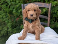 Brody, a male Miniature Goldendoodle for sale in Dundee, NY – 1 of 4