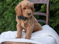 Brody, a male Miniature Goldendoodle for sale in Dundee, NY – 3 of 4