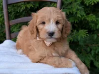 Daisy, a female Miniature Goldendoodle for sale in Dundee, NY – 2 of 3