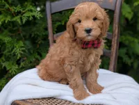 Pumpkin, a male Miniature Goldendoodle for sale in Dundee, NY – 1 of 4