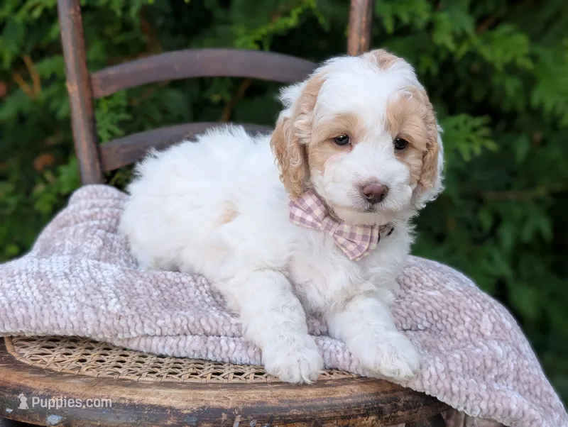 Princess  – Miniature Goldendoodle puppy for sale in Dundee, NY