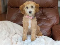 Honey, a female Miniature Goldendoodle for sale in Dundee, NY – 4 of 9