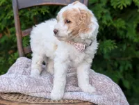 Princess , a female Miniature Goldendoodle for sale in Dundee, NY – 2 of 4