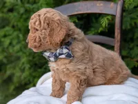 Buster, a male Miniature Goldendoodle for sale in Dundee, NY – 4 of 4