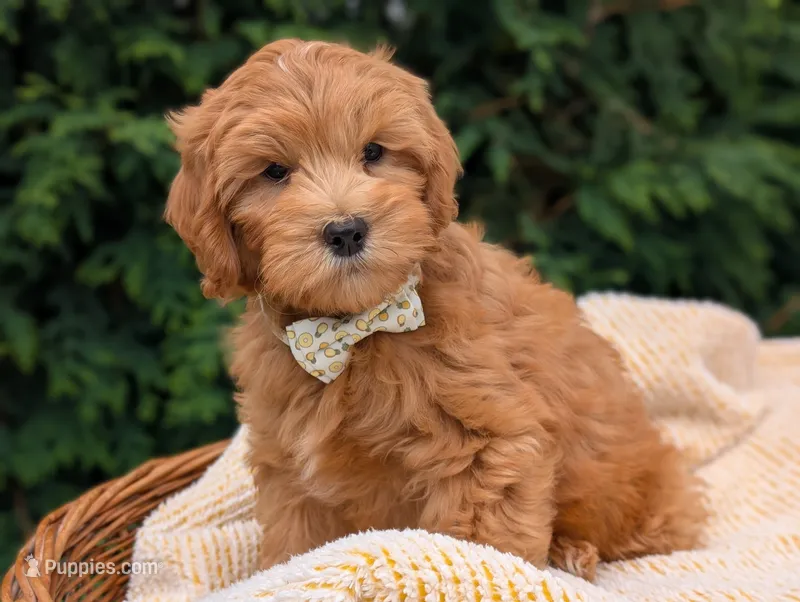 Pumpkin – Miniature Goldendoodle puppy for sale in Dundee, NY