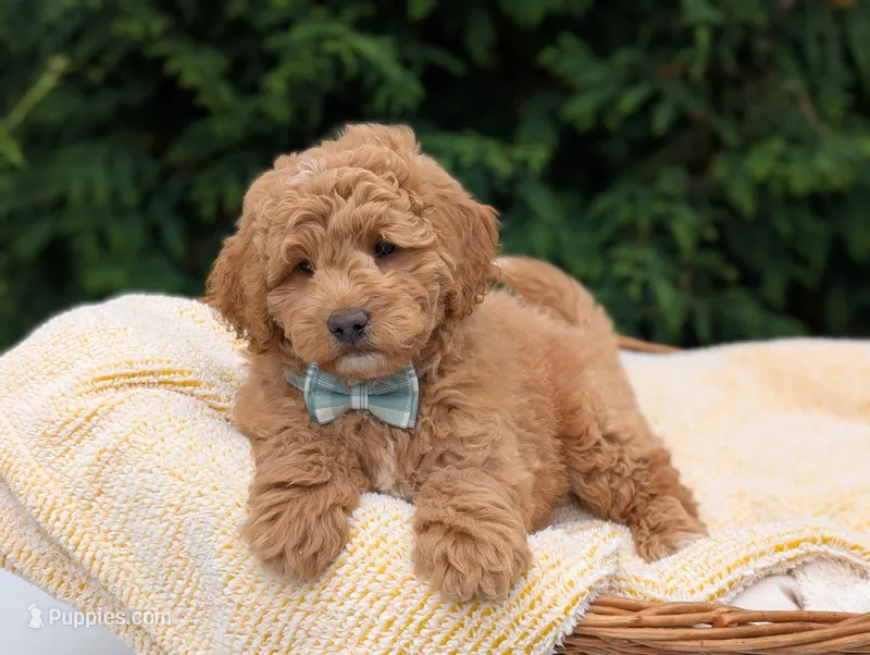Buster – Miniature Goldendoodle puppy for sale in Dundee, NY