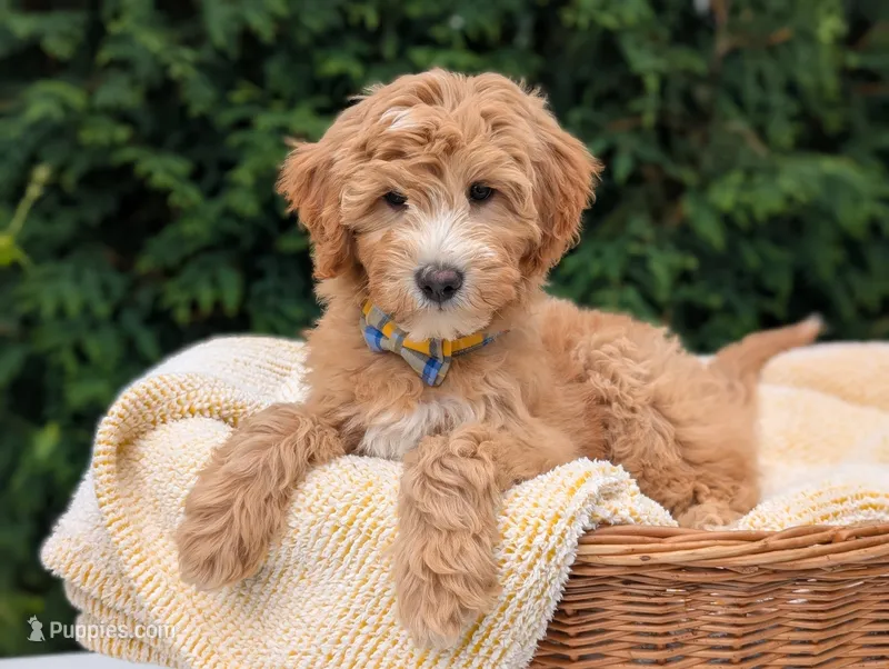 Mr. Moose – Miniature Goldendoodle puppy for sale in Dundee, NY