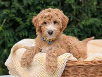 Mr. Moose, a male Miniature Goldendoodle for sale in Dundee, NY – 1 of 5