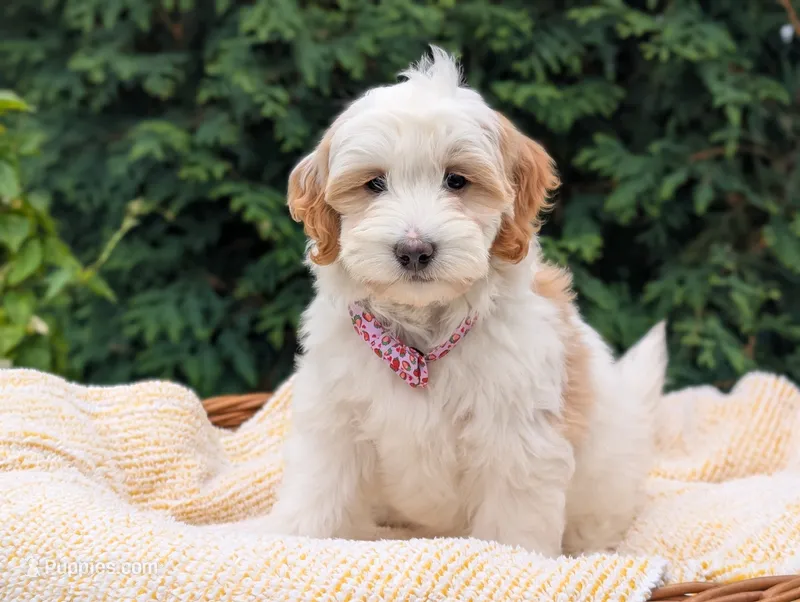 Lilly – Miniature Goldendoodle puppy for sale in Dundee, NY