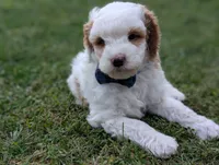 Buddy, a male Miniature Goldendoodle for sale in Dundee, NY – 3 of 4