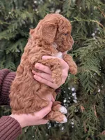 Princess, a female Miniature Goldendoodle for sale in Dundee, NY – Photo 3 of 3