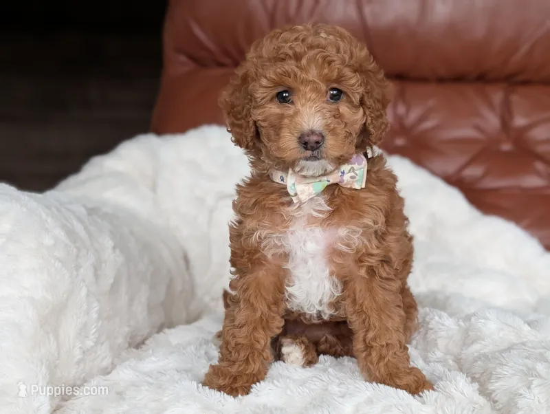 Princess – Miniature Goldendoodle puppy for sale in Dundee, NY