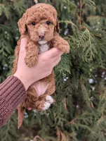 Princess, a female Miniature Goldendoodle for sale in Dundee, NY – Photo 2 of 3