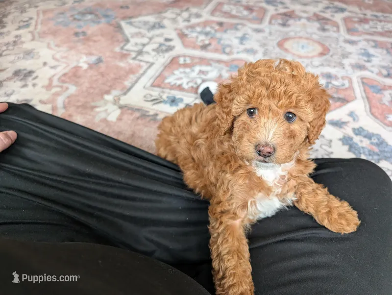 Princess – Miniature Goldendoodle puppy for sale in Dundee, NY