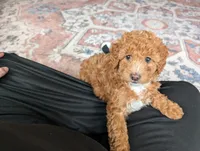 Princess, a female Miniature Goldendoodle for sale in Dundee, NY – Photo 1 of 3