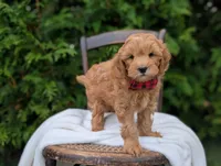Pumpkin, a male Miniature Goldendoodle for sale in Dundee, NY – 3 of 4