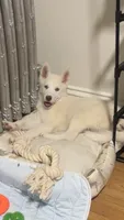 Icy, a male Siberian Husky for sale in Woonsocket, RI – 3 of 6