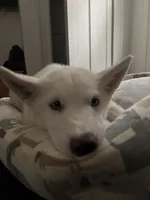 Icy, a male Siberian Husky for sale in Woonsocket, RI – 5 of 6