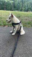 Icy, a male Siberian Husky for sale in Woonsocket, RI – 2 of 6