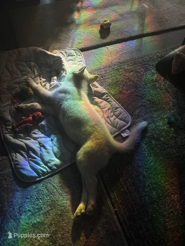 Icy – Siberian Husky puppy for sale in Woonsocket, RI