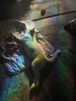 Icy, a male Siberian Husky for sale in Woonsocket, RI – 1 of 6