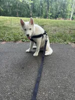 Icy, a male Siberian Husky for sale in Woonsocket, RI – 6 of 6