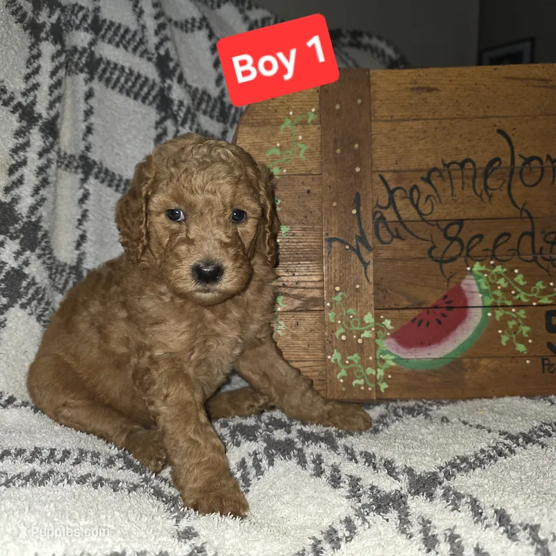 Boy 1 – Poodle - Standard  puppy for sale in Mulberry, AR