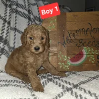 Boy 1, a male Poodle - Standard  for sale in Mulberry, AR – 1 of 1