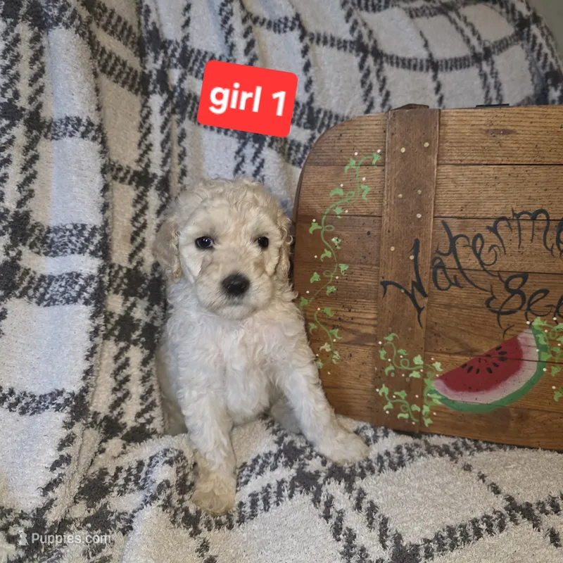 Girl 1 – Poodle - Standard  puppy for sale in Mulberry, AR