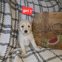 Girl 1, a female Poodle - Standard  for sale in Mulberry, AR – 1 of 1