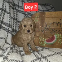 Boy 2, a male Poodle - Standard  for sale in Mulberry, AR – 1 of 1