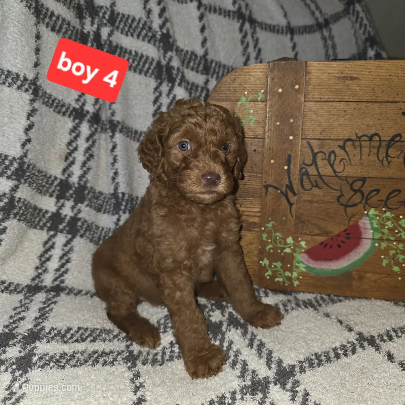 Boy 4 – Poodle - Standard  puppy for sale in Mulberry, AR