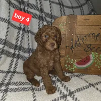 Boy 4, a male Poodle - Standard  for sale in Mulberry, AR – 1 of 1