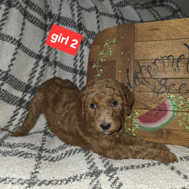Girl 2 – Poodle - Standard  puppy for sale in Mulberry, AR