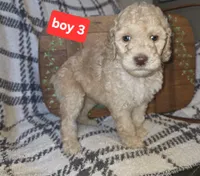 Boy 3, a male Poodle - Standard  for sale in Mulberry, AR – 1 of 1