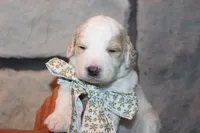 Mini Luna, a female Miniature Goldendoodle for sale in Massillon, OH – 2 of 6