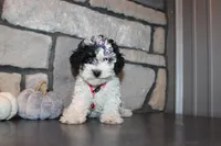 AKC Molly, a female Poodle - Miniature  for sale in Massillon, OH – 4 of 9