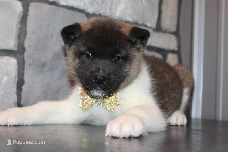 AKC Molly – Akita puppy for sale in Massillon, OH